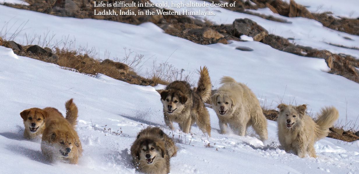 FERAL DOGS ON THE ROOF OF THE WORLD