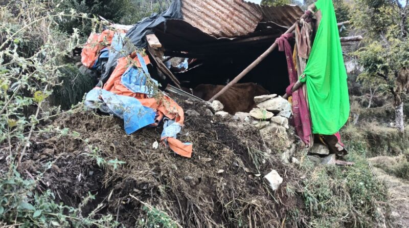 पोखरी क्षेत्र में भालू का आतंक: गौशाला तोड़कर दुधारू गाय को मार डाला