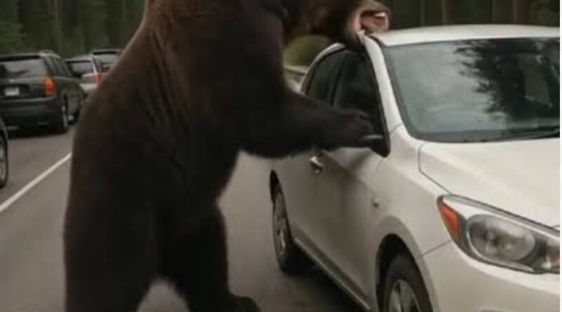 पोखरी क्षेत्र में नहीं थम रहा वन्यजीवों का आतंक, भालुओं  ने किया कार पर हमला