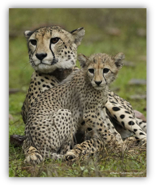 A Sprinting Revival: The Return of the Cheetah