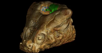 Why This Fish Actually Needs a Hole in the Head