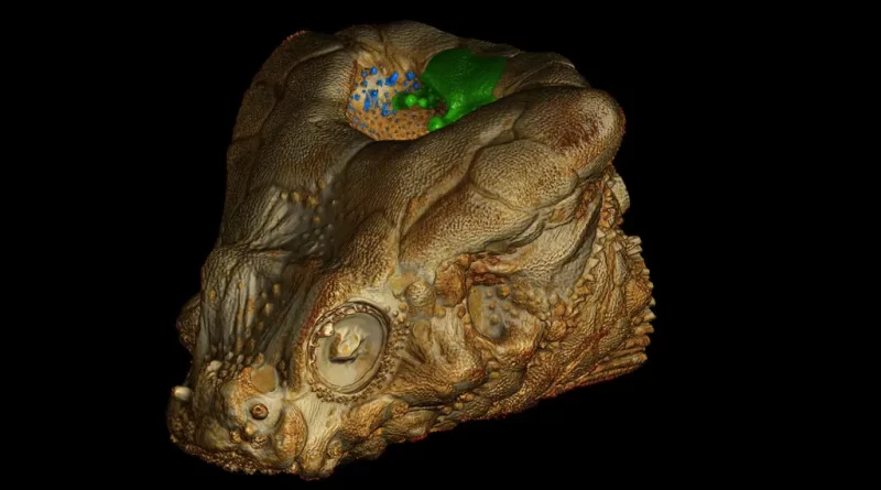 Why This Fish Actually Needs a Hole in the Head