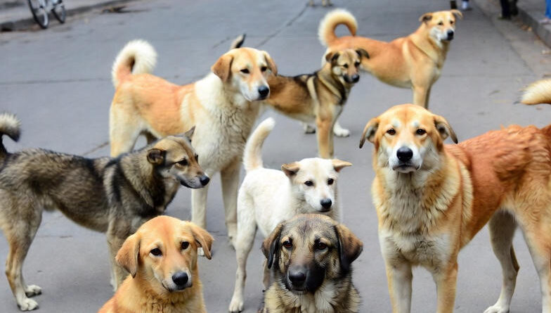 उत्तराखंड में आवारा कुत्तों-गौवंश पर सुप्रीम कोर्ट के निर्देश: मुख्य सचिव ने दिए नोडल अधिकारी तैनात करने, कांजी हाउस बनाने और जागरूकता अभियान चलाने के सख्त आदेश