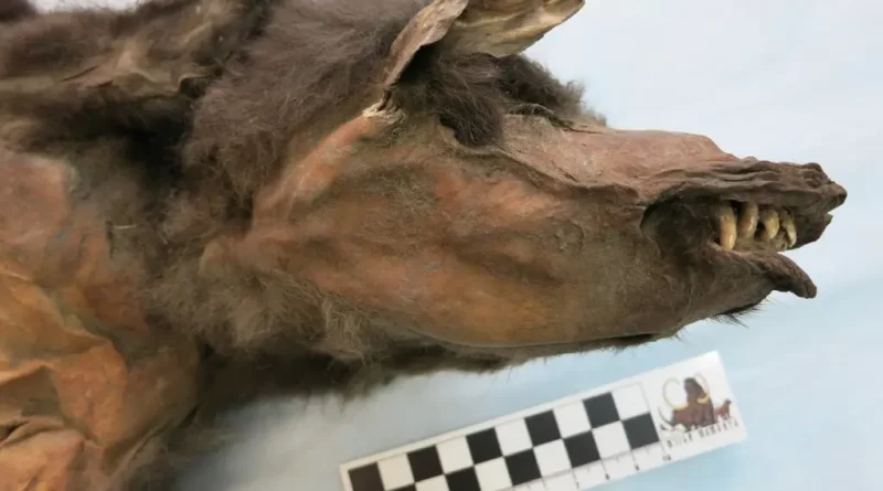 What a Wolf Pup’s Stomach Revealed About the Woolly Rhino’s Extinction