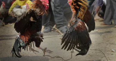 ₹1.5 करोड़ की इनामी राशि के साथ आंध्र प्रदेश में अब तक की सबसे महंगी मुर्गा-लड़ाई