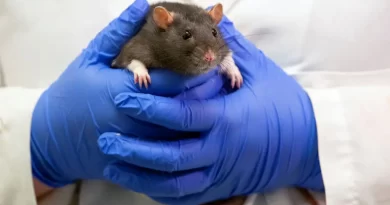 E.P.A. Promises a Ban on Animal Testing by 2035