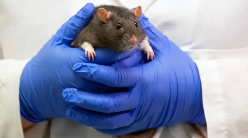 E.P.A. Promises a Ban on Animal Testing by 2035