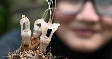 Who’s the Parasite Now? This Newly Discovered ‘Fairy Lantern’ Flower.