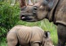 नर गैंडा नेपोलियन नें  मादा से मिलन में बाधक शावक को मार डाला