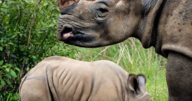 नर गैंडा नेपोलियन नें  मादा से मिलन में बाधक शावक को मार डाला