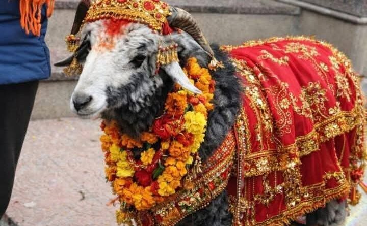 नंदादेवी बड़ी जात की तिथियां घोषित : इसी साल होगा हिमालयी कुम्भ