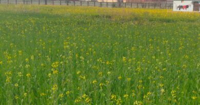 जाड़ों की पहली बारिश से बढ़ी ठंड, मुरझाती फसलों को मिली संजीवनी