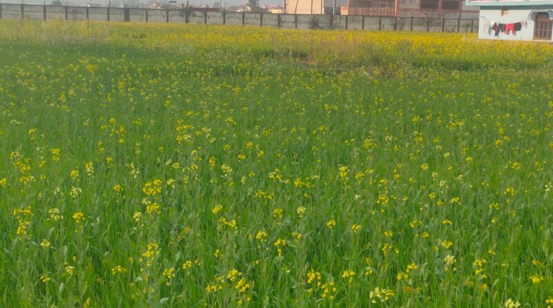 जाड़ों की पहली बारिश से बढ़ी ठंड, मुरझाती फसलों को मिली संजीवनी