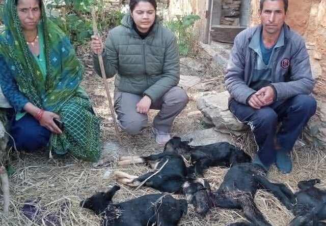 चमोली के सेरा मालकोटी में गुलदार ने गौशाला तोड़कर छह बकरियों को मार डाला, एक घायल, पांच लापता