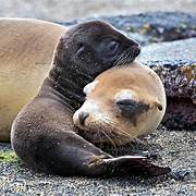 THE SEA LIONS OF THE GALÁPAGOS ARE NOT READY TO GIVE UP MOTHER’S MILK