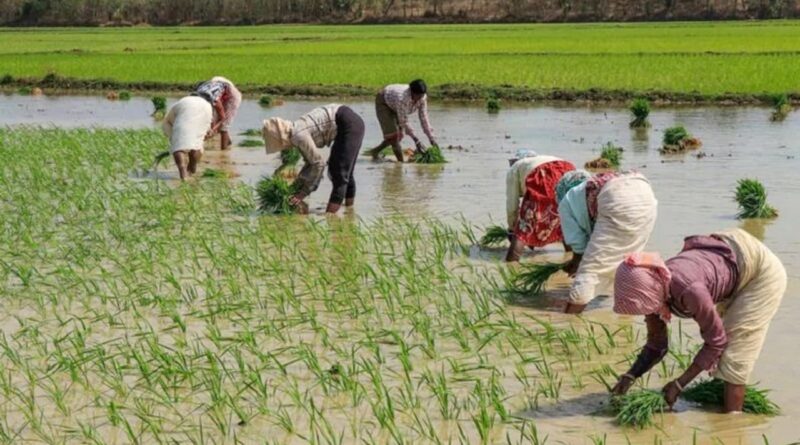 अन्न के कटोरे (तराई) में धान की खेती पर लगी पाबंदी