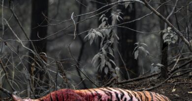 उत्तराखंड के वनों में संकट: खूंखार जीव भी तो सुरक्षित नहीं !