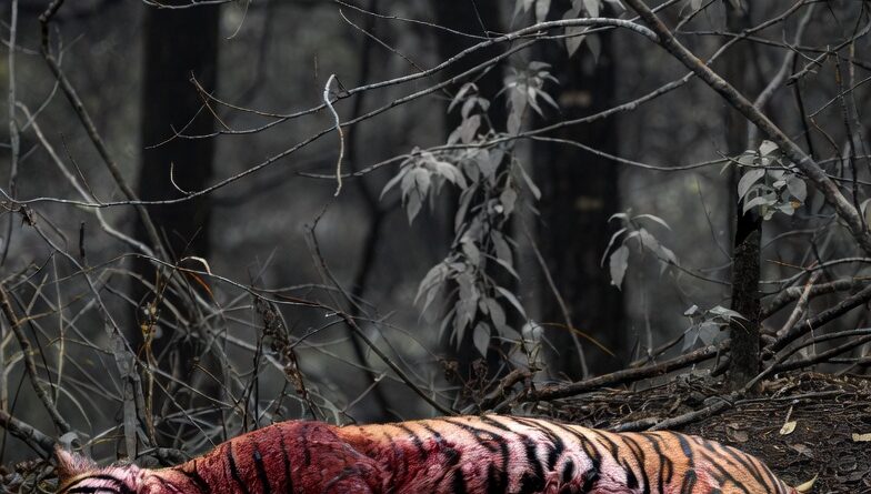 उत्तराखंड के वनों में संकट: खूंखार जीव भी तो सुरक्षित नहीं !