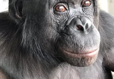 At a ‘Tea Party’ With Scientists, This Ape Showed Some Imagination