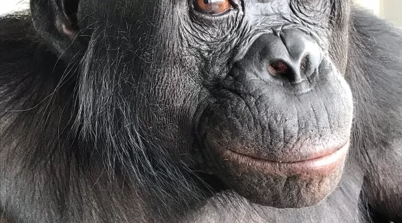 At a ‘Tea Party’ With Scientists, This Ape Showed Some Imagination