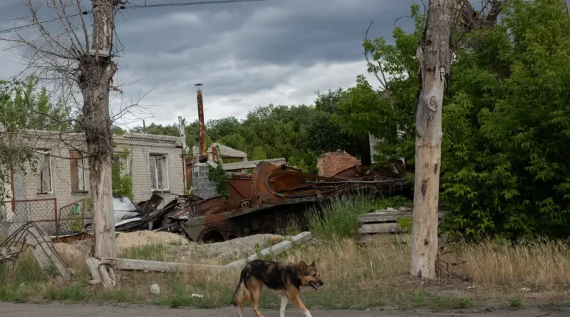 यूक्रेन युद्ध की मार इंसानों तक ही सीमित नहीं, यूक्रेन के कुत्ते भी बदल गए