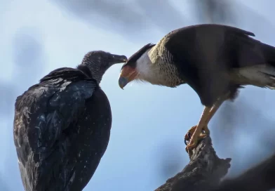 These Birds Are of Different Feathers, but They Flock Together