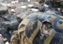 Constant Sexual Aggression Drives Female Tortoises to Walk Off Cliffs