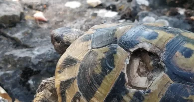 Constant Sexual Aggression Drives Female Tortoises to Walk Off Cliffs