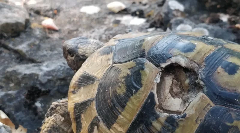 Constant Sexual Aggression Drives Female Tortoises to Walk Off Cliffs