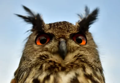 The Rise of Eyes Began With Just One