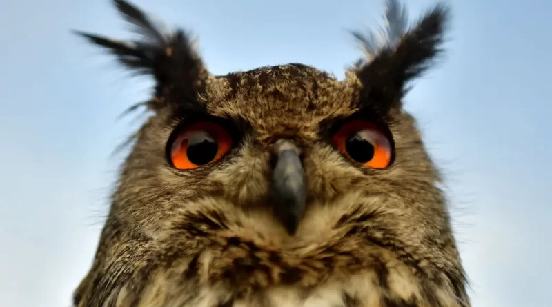 The Rise of Eyes Began With Just One