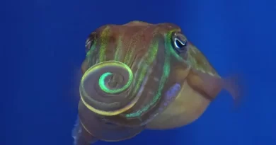 A New Way to Flirt: Dazzle Potential Mates With Patterns Invisible to Humans