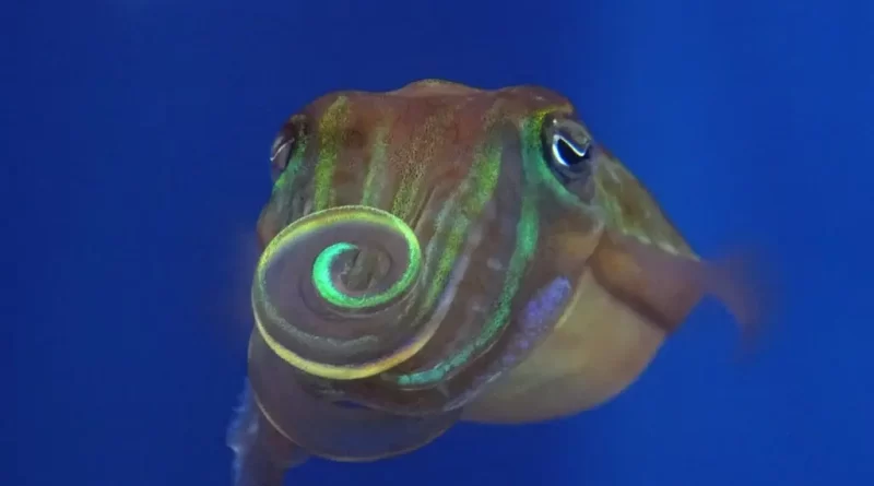 A New Way to Flirt: Dazzle Potential Mates With Patterns Invisible to Humans