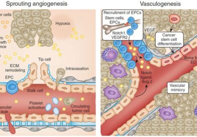 कैंसर के खिलाफ नई उम्मीद: भारतीय वैज्ञानिकों ने खोजा “स्लीपिंग” एंजाइम का रहस्य! कैंसर के खिलाफ नई उम्मीद: भारतीय वैज्ञानिकों ने खोजा “स्लीपिंग” एंजाइम का रहस्य!