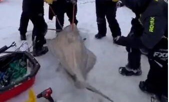 6 Fishermen Reel In a 244-Pound Atlantic Halibut, Setting a Local Record