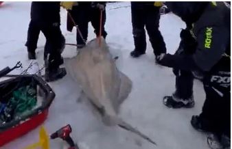 6 Fishermen Reel In a 244-Pound Atlantic Halibut, Setting a Local Record