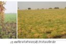 जलवायु परिवर्तन से भविष्य में चने में जड़ सड़न जैसी मिट्टी जनित बीमारियों का खतरा बढ़ेगा