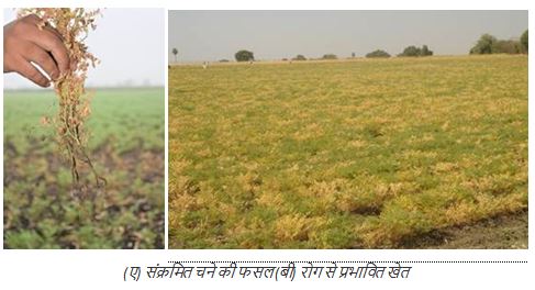 जलवायु परिवर्तन से भविष्य में चने में जड़ सड़न जैसी मिट्टी जनित बीमारियों का खतरा बढ़ेगा