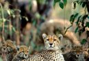 कुनो में गर्जना: गामिनी के तीन शावकों ने भारत को चीतों की नई उम्मीद दी
