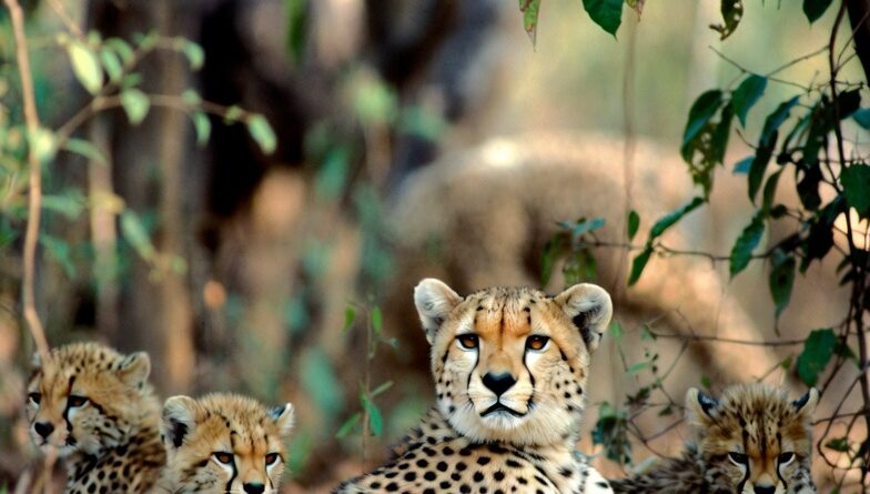 कुनो में गर्जना: गामिनी के तीन शावकों ने भारत को चीतों की नई उम्मीद दी