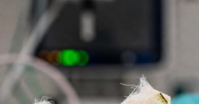 भारतीय वैज्ञानिकों द्वारा केले के रेशों का उपयोग करके घावों के लिए पर्यावरण-अनुकूल ड्रेसिंग विकसित की गई है