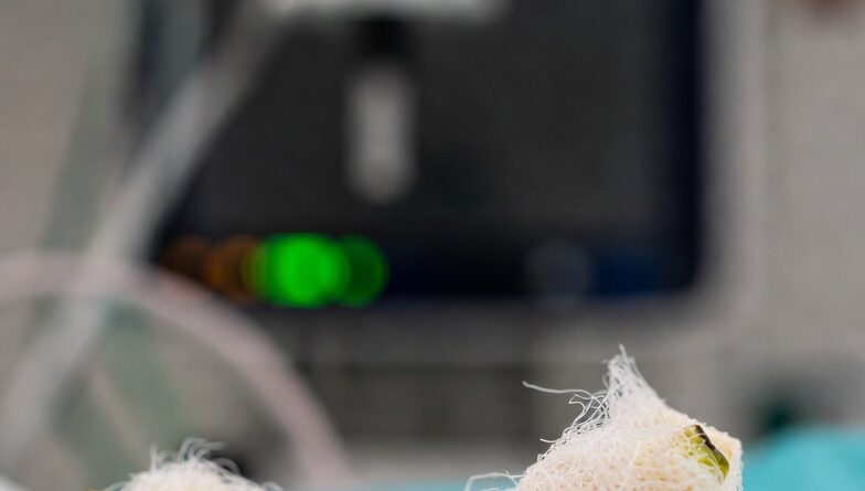 भारतीय वैज्ञानिकों द्वारा केले के रेशों का उपयोग करके घावों के लिए पर्यावरण-अनुकूल ड्रेसिंग विकसित की गई है