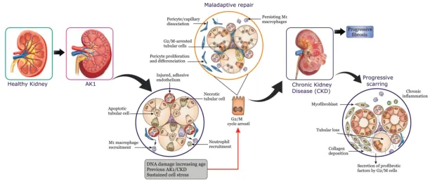 नए अनुसंधान लाखों मधुमेह रोगियों के लिए उम्मीद की किरण