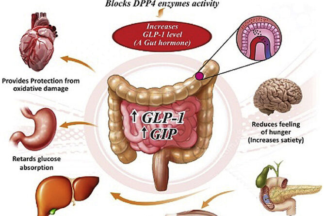 मधुमेह रोधी बीजीआर-34 का प्रारंभिक नैदानिक ​​मूल्यांकन और गैर-विषाक्तता मूल्यांकन