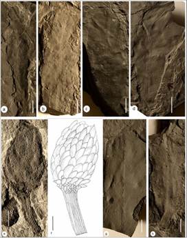 झारखंड की कोयला खदानों ने की लंबे समय से खोई हुई दुनिया को फिर से खोजने में मदद