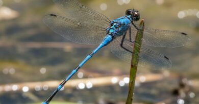 उस खूबसूरत ड्रैगनफ्लाई से मिलें जो आपके प्रदूषण के बीच भी फल-फूल रही है