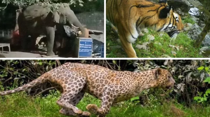 उत्तराखंड में वन्य जीवों से नुकसान पर मुआवजे का दायरा बढ़ा