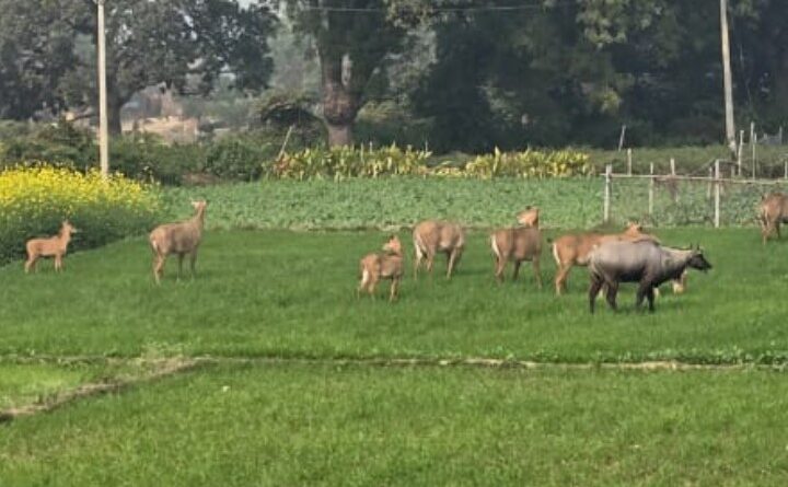किसानों की फसल बचाने को केंद्र से उत्तराखंड को मिले 25 करोड़