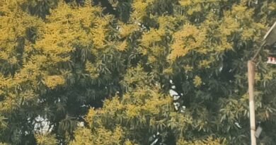 मार्च में ही अप्रैल जैसी गर्मी, समय से पहले आम की बौर; जल स्रोतों पर दिखने लगा असर