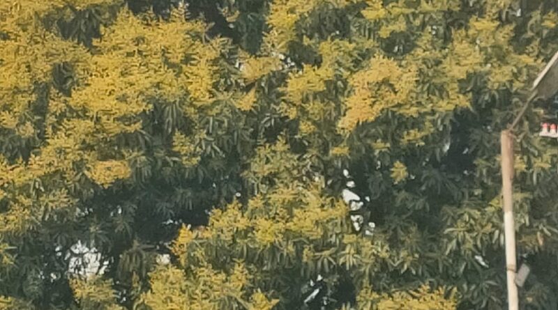 मार्च में ही अप्रैल जैसी गर्मी, समय से पहले आम की बौर; जल स्रोतों पर दिखने लगा असर